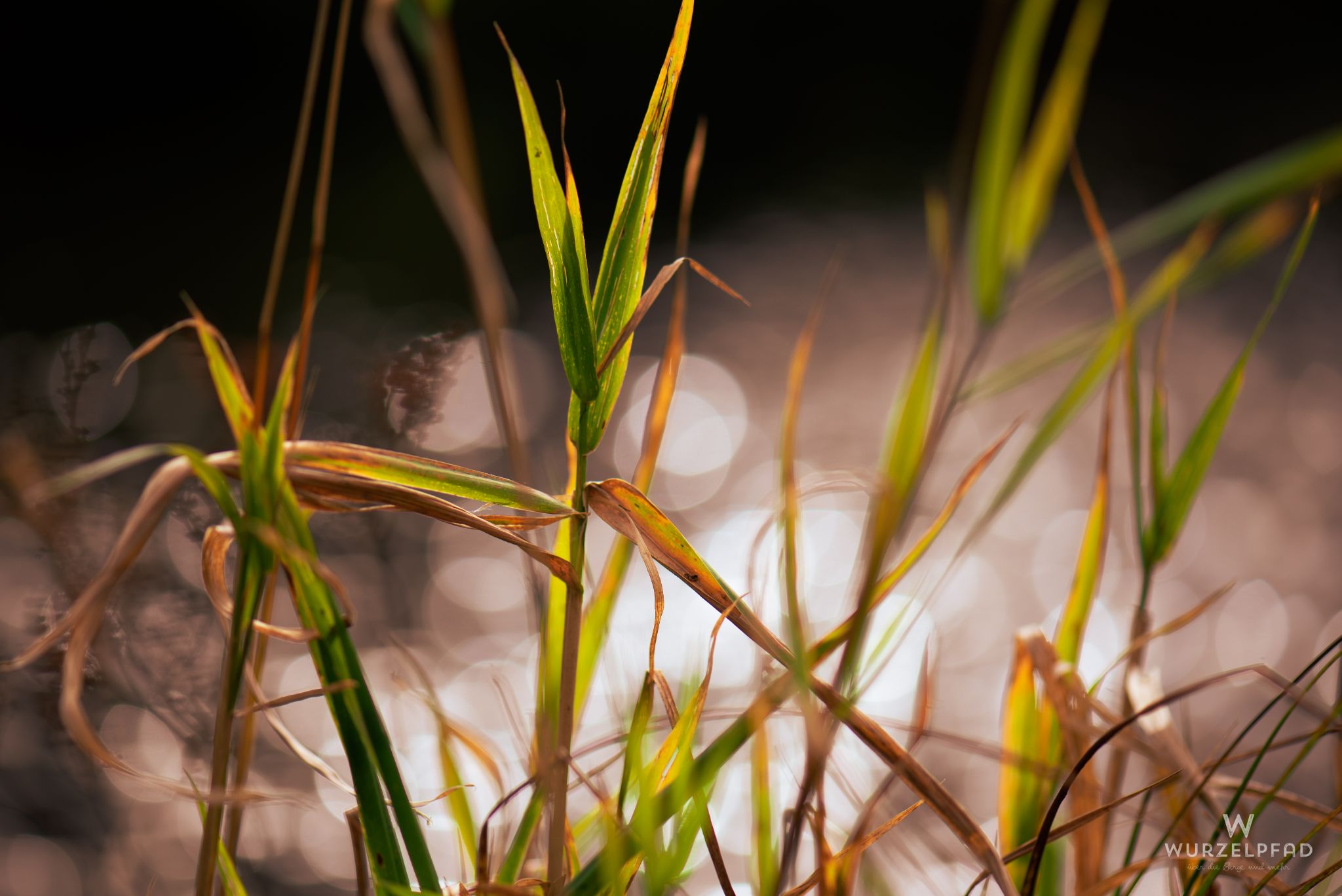 Schilf im Gegenlicht